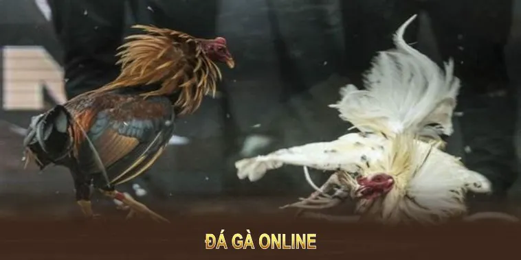 Đá Gà Nohu90: Trải Nghiệm Cá Cược Đỉnh Cao Không Thể Bỏ Lỡ